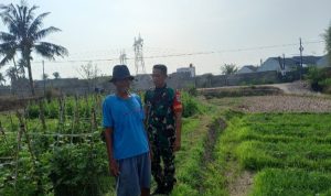 Babinsa Koramil 2302/Bojonegara, Bintahwil Pendampingan Tanaman Kacang
