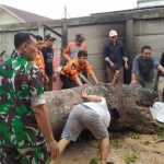 Babinsa Koramil 2301/Cilegon, Karbak Giat Pemindahan Batang Pohon