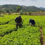 Babinsa Koramil 2302/Bojonegara, Bintahwil Pembersihan Rumput