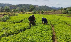 Babinsa Koramil 2302/Bojonegara, Bintahwil Pembersihan Rumput