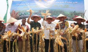 Dukung Program Gerakan Nasional Han Pangan, Kodim 0429/Lamtim Panen Raya Jagung