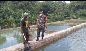 Babinsa Koramil 2304/Anyer, Bintahwil Budidaya Ikan Mas