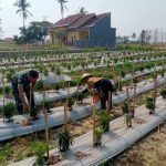 Babinsa Koramil 2302/Bojonegara, Bintahwil Pendampingan Panen Cabe