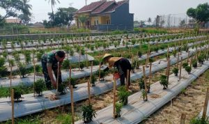 Babinsa Koramil 2302/Bojonegara, Bintahwil Pendampingan Panen Cabe