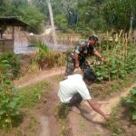 Babinsa Koramil 2306/Mancak, Bintahwil Membantu Perawatan Timun