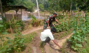 Babinsa Koramil 2306/Mancak, Bintahwil Membantu Perawatan Timun