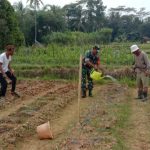 Babinsa Koramil 2304/Anyer, Bintahwil Perawatan Semangka