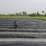 Babinsa Koramil 2302/Bojonegara, Bintahwil Pendampingan Penanaman Timun