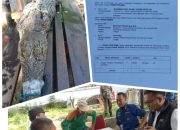 Lurah Pallantikang Hadiri Penyerahan Buaya ke Balai Besar Konservasi Sumber Daya Alam Sulawesi Selatan