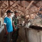 Babinsa Koramil 2302/Bojonegara, Bintahwil Penggemukan Sapi