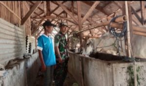Babinsa Koramil 2302/Bojonegara, Bintahwil Penggemukan Sapi