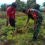 Babinsa Koramil 2304/Anyer, Bintahwil Perawatan Kacang Tanah