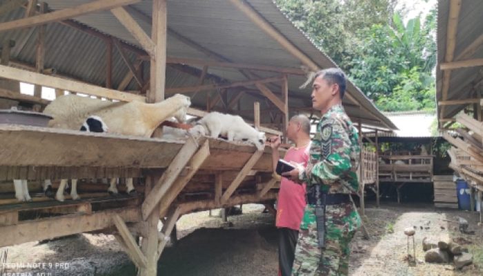 Babinsa Koramil 2304/Anyer, Puan Ter Pendataan Hewan Ternak