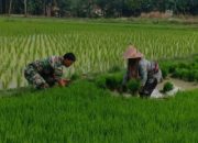 Babinsa Koramil 2306/Mancak, Bintahwil Menyiapkan Bibit Padi