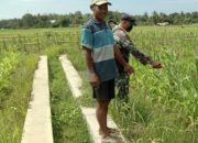 Babinsa Koramil 2304/Anyer, Bintahwil Penyemprotan Tanaman Kacang