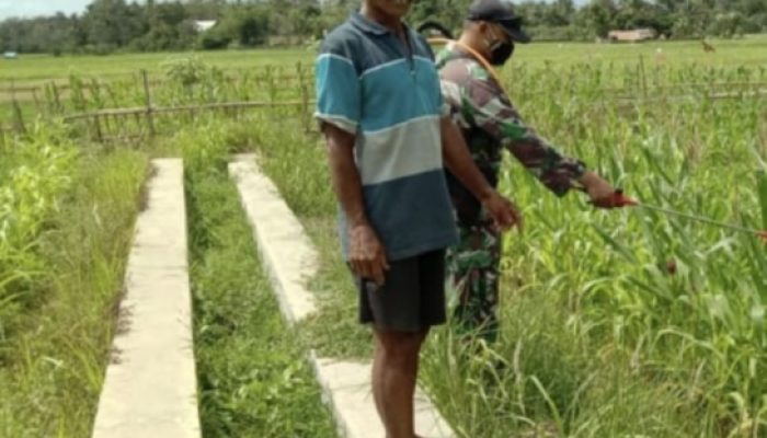 Babinsa Koramil 2304/Anyer, Bintahwil Penyemprotan Tanaman Kacang