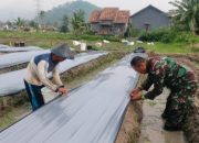 Babinsa Koramil 2302/Bojonegara, Puanter Menyiapkan Bibit Padi