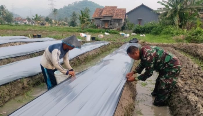 Babinsa Koramil 2302/Bojonegara, Puanter Menyiapkan Bibit Padi