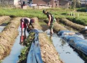 Babinsa Koramil 2302/Bojonegara, Bintahwil Pemasangan Mulsa