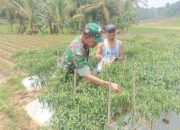Babinsa Koramil 2306/Mancak, Bintahwil Membantu Panen Cabe