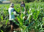 Babinsa Koramil 2305/Cinangka, Bintahwil Pendampingan Han Pangan Jagung