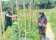 Babinsa Koramil 2306/Mancak, Bintahwil Memanen mentimun