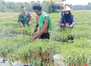 Babinsa Koramil 2304/Anyer, Bintahwil Perawatan Cabe