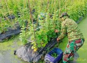 Babinsa Koramil 2302/Bojonegara, Bintahwil Panen Timun