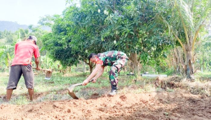 Babinsa Koramil 2302/Bojonegara, Bintahwil Penggarapan Lahan