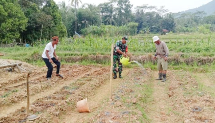 Babinsa Koramil 2304/Anyer, Bintahwil Perawatan Semangka