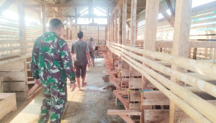 Babinsa Koramil 2302/Bojonegara, Bintahwil Penggemukan Kambing