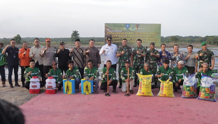 Manfaatkan Lahan di Batalyon Infanteri 147 KGJ, TNI Tanam 60.000 Batang Bibit Cabai