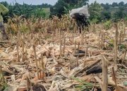 PJ Bupati Jeneponto Bersama Bulog Terus Pantau Harga Jagung yang Membuat Petani Merugi