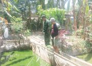Babinsa Koramil 2306/Mancak, Bintahwil Perawatan Ikan Lele