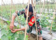 Babinsa Koramil 2302/Bojonegara, Bintahwil Penggemukan Timun