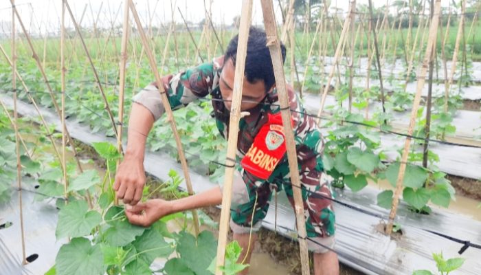 Babinsa Koramil 2302/Bojonegara, Bintahwil Penggemukan Timun