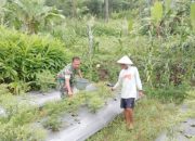 Babinsa Koramil 2305/Cinangka, Bintahwil Han Pangan Kacang Panjang