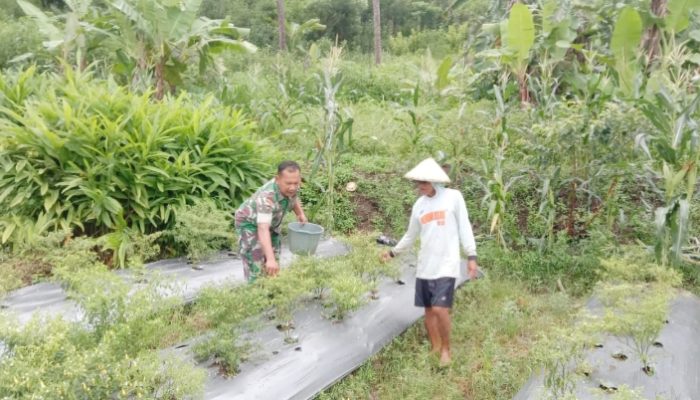 Babinsa Koramil 2305/Cinangka, Bintahwil Han Pangan Kacang Panjang