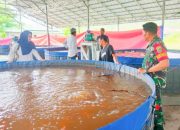 Babinsa Koramil 2302/Bojonegara, Bintahwil Penggemukan Ikan