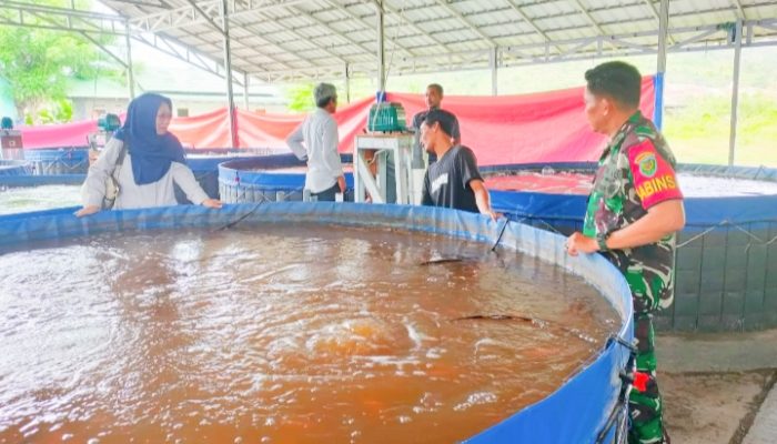 Babinsa Koramil 2302/Bojonegara, Bintahwil Penggemukan Ikan
