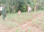 Babinsa Koramil 2306/Mancak, Bintahwil Perawatan Jagung