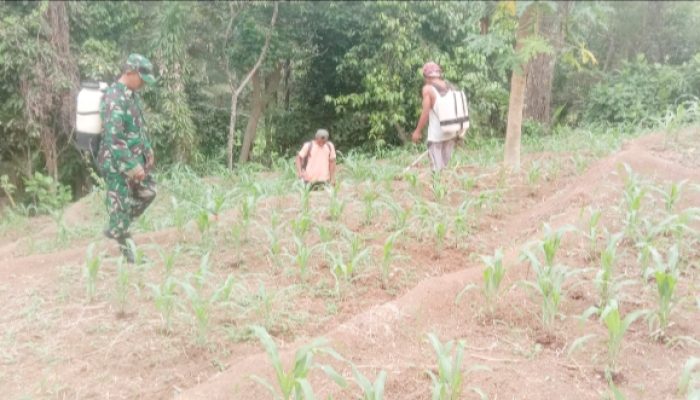 Babinsa Koramil 2306/Mancak, Bintahwil Perawatan Jagung
