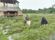 Babinsa Koramil 2304/Anyer, Bintahwil Pendampingan Perawatan Cabe
