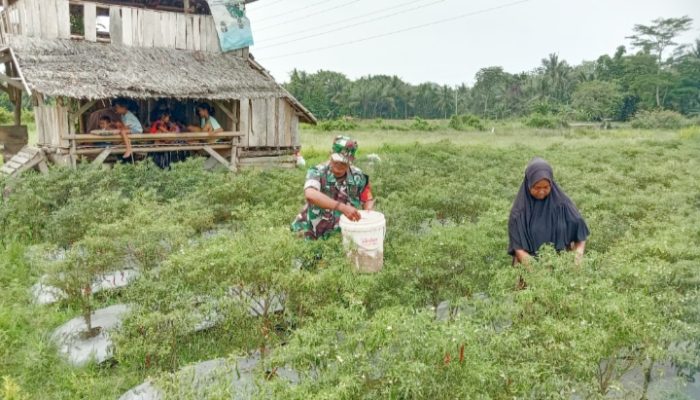 Babinsa Koramil 2304/Anyer, Bintahwil Pendampingan Perawatan Cabe