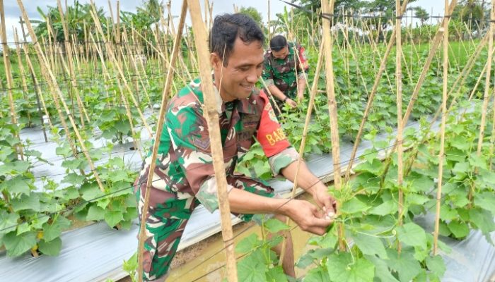 Babinsa Koramil 2302/Bojonegara, Bintahwil Melaksanakan Perawatan Tanaman Timun