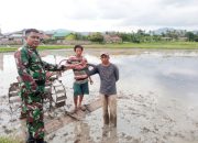 Babinsa Koramil 2301/Cilegon, Bintahwil Penggarapan Sawah