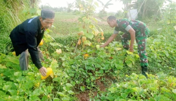 Babinsa Koramil 2306/Mancak, Bintahwil Bersama Warga Memetik Timun Suri