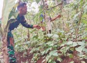 Babinsa Koramil 2305/Cinangka, Bintahwil Pendampingan Han Pangan Cabe