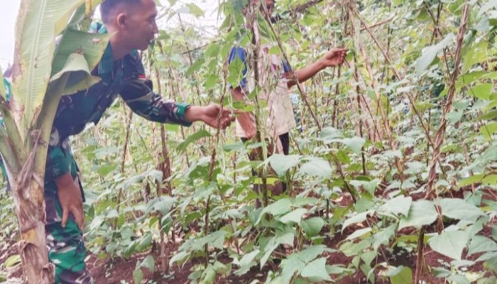 Babinsa Koramil 2305/Cinangka, Bintahwil Pendampingan Han Pangan Cabe