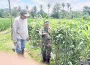 Babinsa Koramil 2304/Anyer, Bintahwil Perawatan Tanaman Jagung